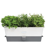 Burwell Pot à herbes à arrosage automatique, grand format