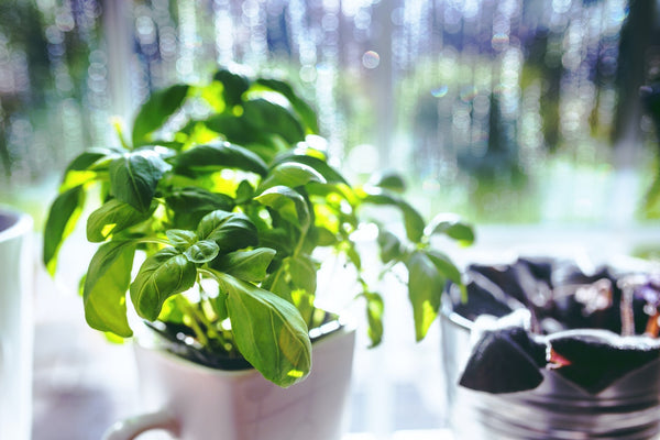 Growing Herbs at Home