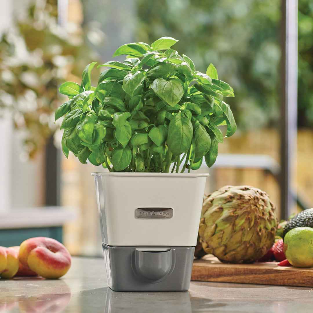 A lush basil plant grows in a modern white and gray self-watering pot on a kitchen counter, with fresh fruits and vegetables, including an artichoke and peaches, visible in the background.