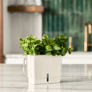 The Cole & Mason Tealby Cut Herb Keeper, filled with cilantro, basil, and parsley, sits on a marble countertop in a modern kitchen with green tile backsplash, keeping your herbs fresh and optimally hydrated.