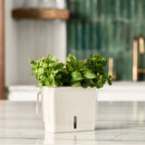 The Cole & Mason Tealby Cut Herb Keeper, filled with cilantro, basil, and parsley, sits on a marble countertop in a modern kitchen with green tile backsplash, keeping your herbs fresh and optimally hydrated.
